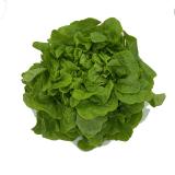 Eichblattsalat grün