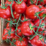 Strauchtomate