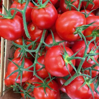 Strauchtomate