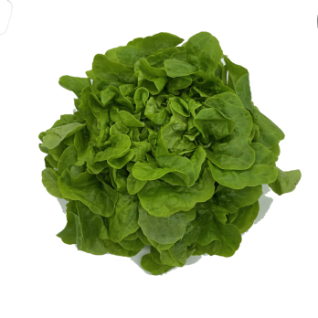 Eichblattsalat grün